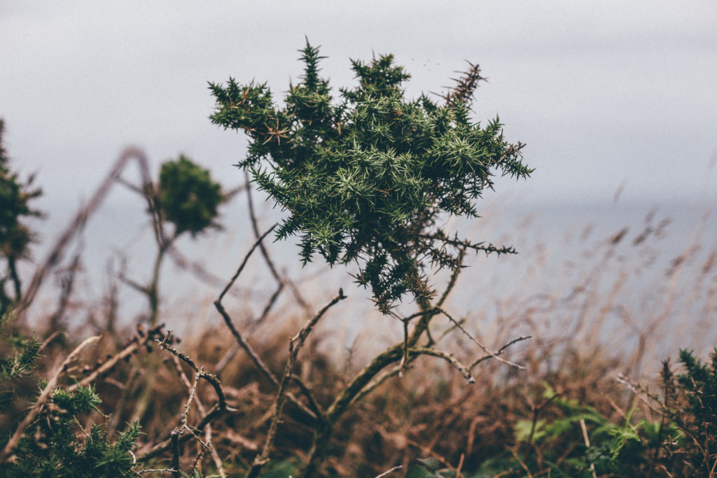 Tiny thorny bush, Wales