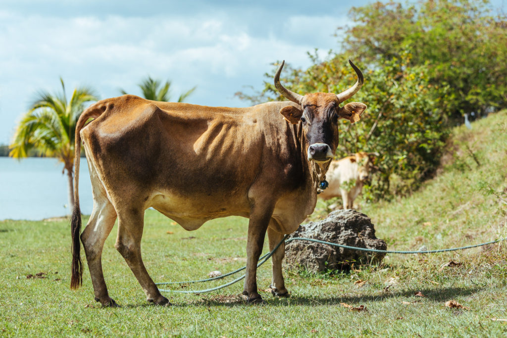 Vache en train de paitre sur une plage en Guadeloupe