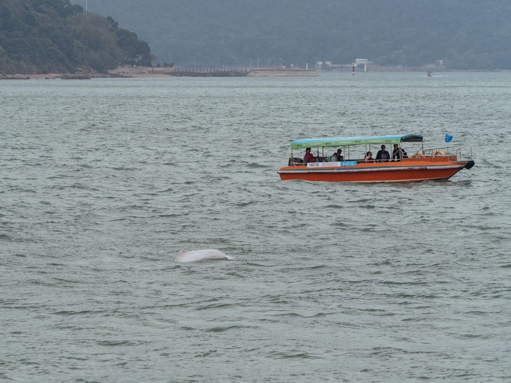 Pink dolphin and tourists, Hong Kong