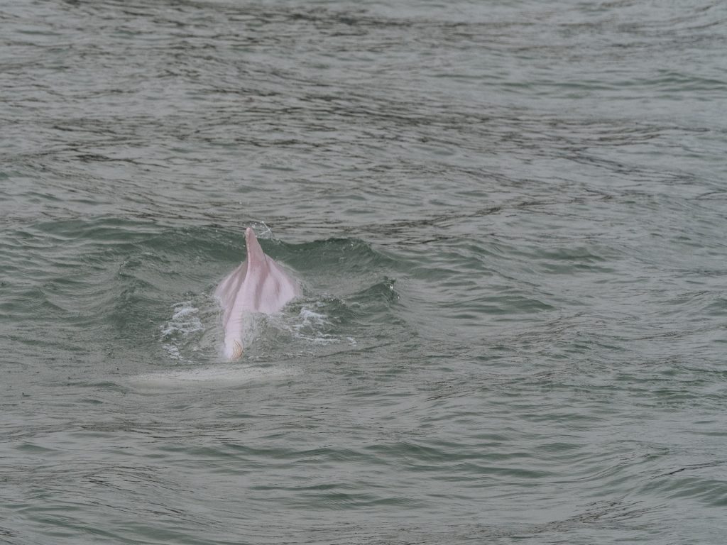 Pink dolphin, Hong Kong